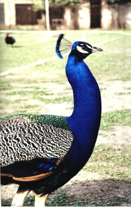 fotografia de un pavo real